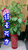 旺旺樹