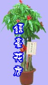 發財樹