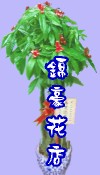 發財樹