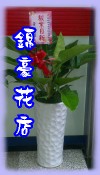 帝王葉