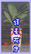 綠巨人