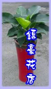綠鑽