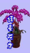蝴蝶蘭