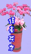 蝴蝶蘭
