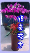 蝴蝶蘭