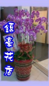 蝴蝶蘭
