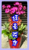 蝴蝶蘭