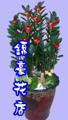 金錢樹