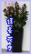 金錢樹