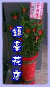 金錢樹