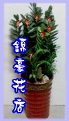 金錢樹