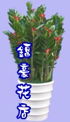 金錢樹