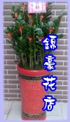 金錢樹
