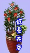 金錢樹