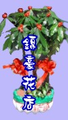 盆栽 開幕盆栽 桌上型盆栽 落地型盆栽 發財樹盆栽 開運竹盆栽 蝴蝶蘭盆栽 金錢樹盆栽 帝王葉盆栽 綠巨人盆栽 觀葉盆栽