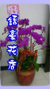 蝴蝶蘭
